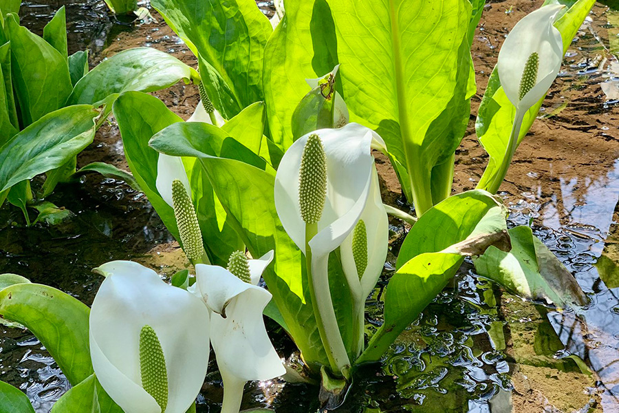 水芭蕉